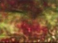 OC710-White/Dark Green/Red