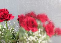Cliquer pour agrandir