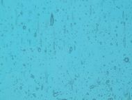 W1204-Seedy Sky Blue 300S